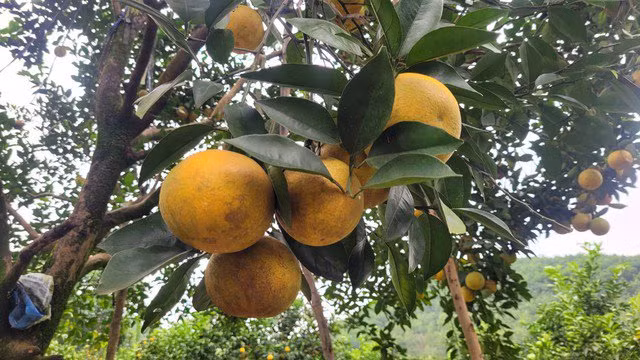 Nguoi dan Ha Tinh duoc mua cam, tat bat thu hoach