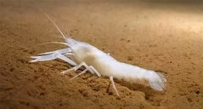 Tôm mù trắng sống trong miệng núi lửa biển sâu 450 ℃ ảnh 2 Tôm mù trắng sống trong miệng núi lửa biển sâu 450 ℃ ảnh 2