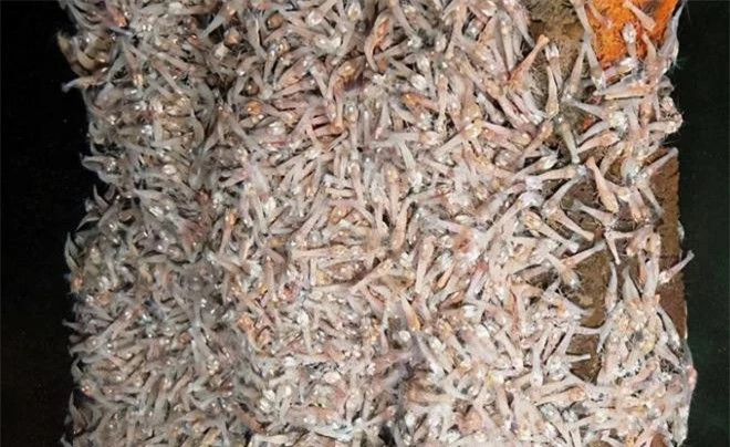 Tôm mù trắng sống trong miệng núi lửa biển sâu 450 ℃ ảnh 1