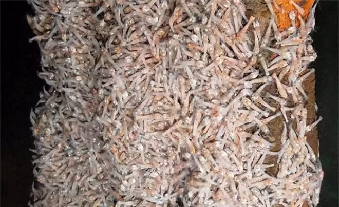 Tôm mù trắng sống trong miệng núi lửa biển sâu 450 ℃ ảnh 1 Tôm mù trắng sống trong miệng núi lửa biển sâu 450 ℃ ảnh 1