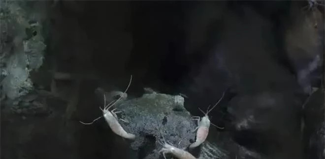 Tôm mù trắng sống trong miệng núi lửa biển sâu 450 ℃ ảnh 3