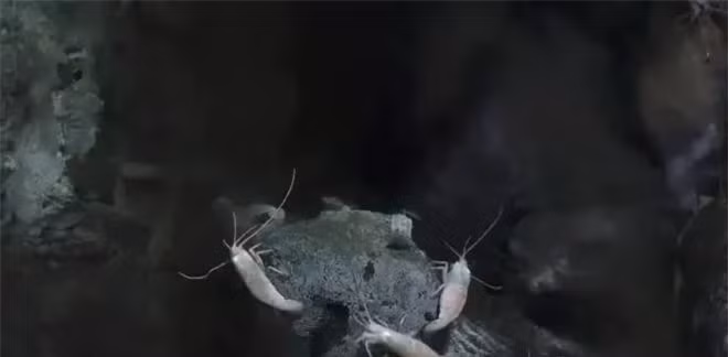 Tôm mù trắng sống trong miệng núi lửa biển sâu 450 ℃ ảnh 3 Tôm mù trắng sống trong miệng núi lửa biển sâu 450 ℃ ảnh 3