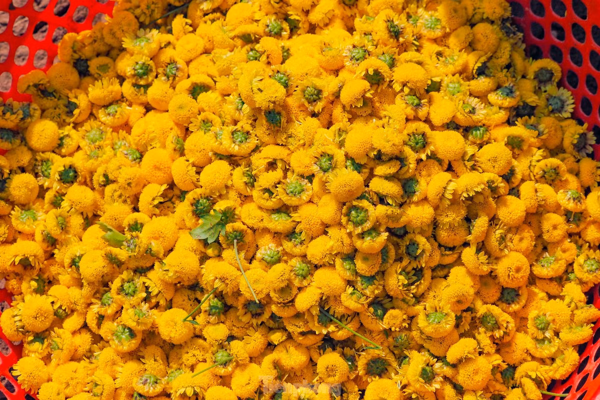 Sac vang ruc ro tren canh dong cuc chi mua thu hoach-Hinh-8