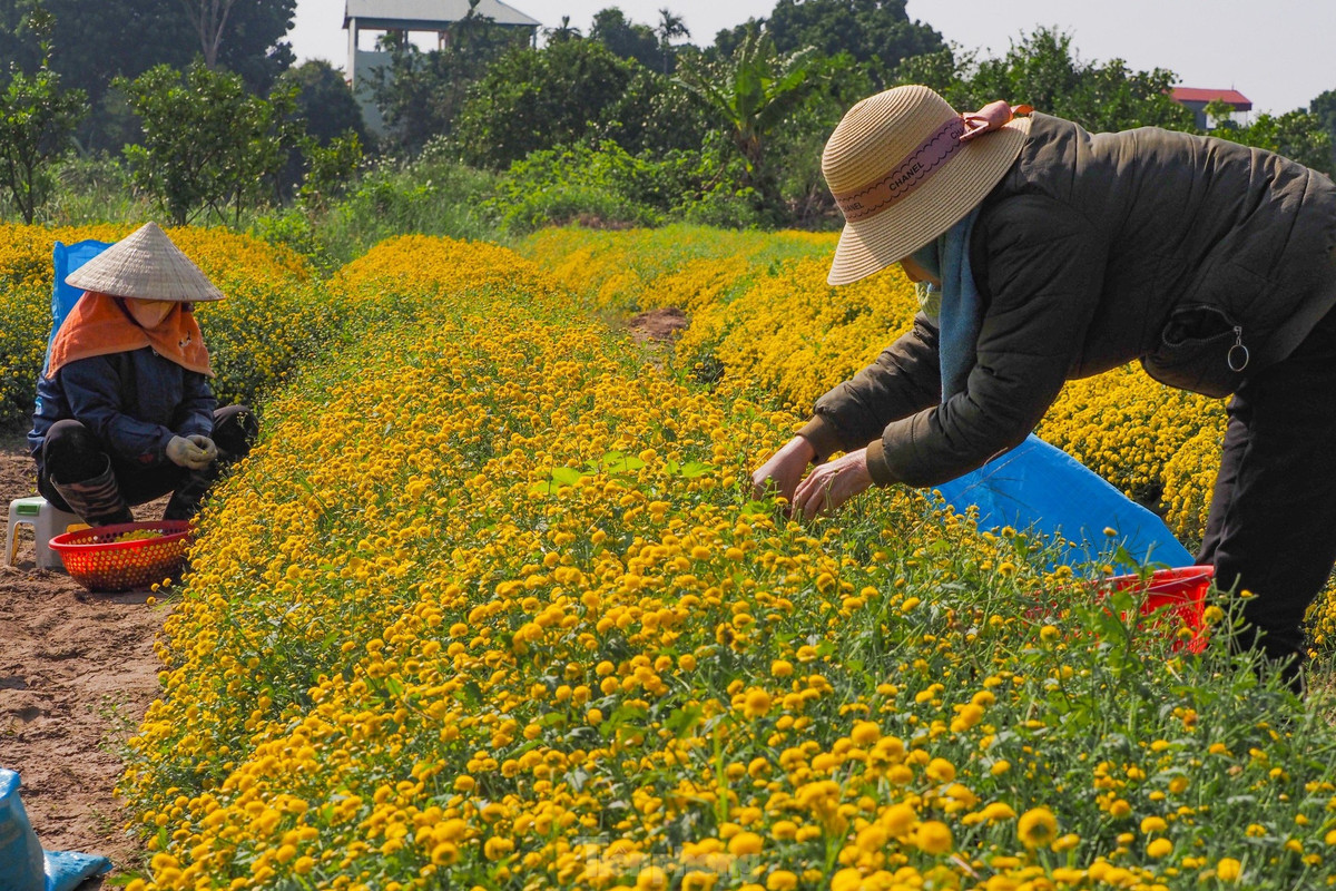 Sac vang ruc ro tren canh dong cuc chi mua thu hoach-Hinh-11