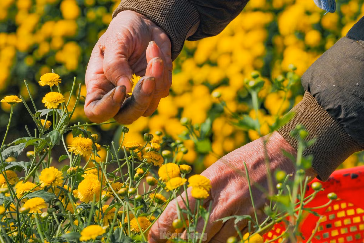 Sac vang ruc ro tren canh dong cuc chi mua thu hoach-Hinh-9