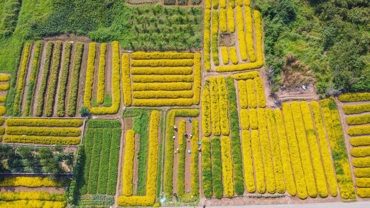 Sac vang ruc ro tren canh dong cuc chi mua thu hoach
