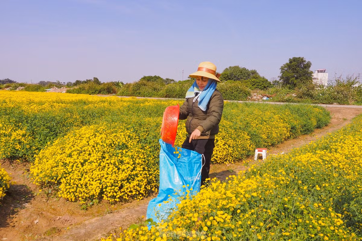 Sac vang ruc ro tren canh dong cuc chi mua thu hoach-Hinh-7