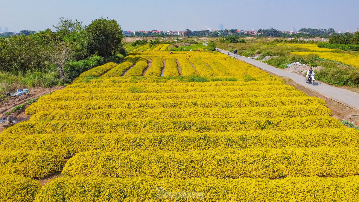 Sac vang ruc ro tren canh dong cuc chi mua thu hoach-Hinh-2