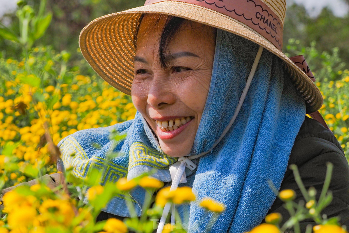 Sac vang ruc ro tren canh dong cuc chi mua thu hoach-Hinh-5