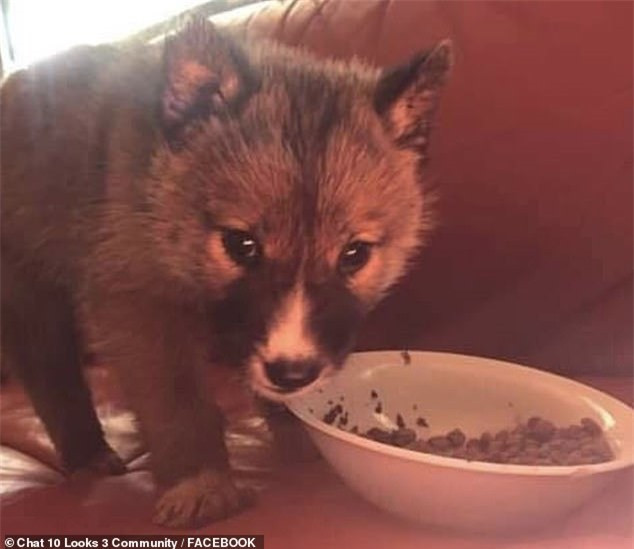 Thay con vat de thuong xuat hien sau nha, hoa ra la cho hoang dingo