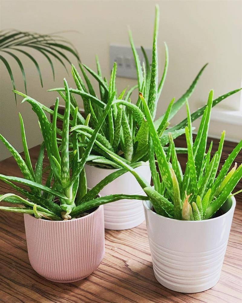 7 cay canh ua nang giup dem lai khong gian trong lanh, tuoi mat-Hinh-7