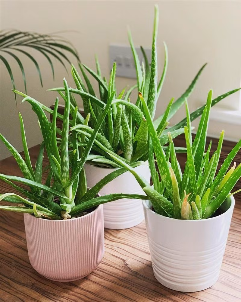 7 cay canh ua nang giup dem lai khong gian trong lanh, tuoi mat-Hinh-7