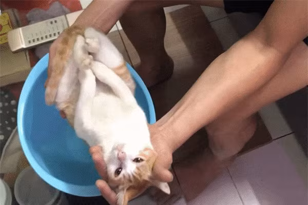 Nhung chu cho, meo Viet Nam gay bao mang khap the gioi