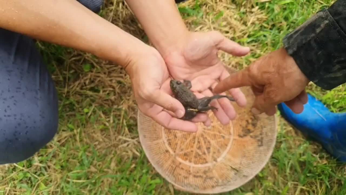 Chu ech con voi 6 chan duoc nhieu nguoi quan tam