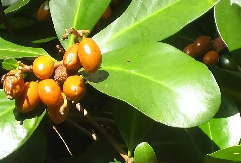 Bo cau go New Zealand duoc menh danh la 