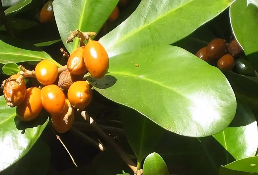 Bo cau go New Zealand duoc menh danh la 