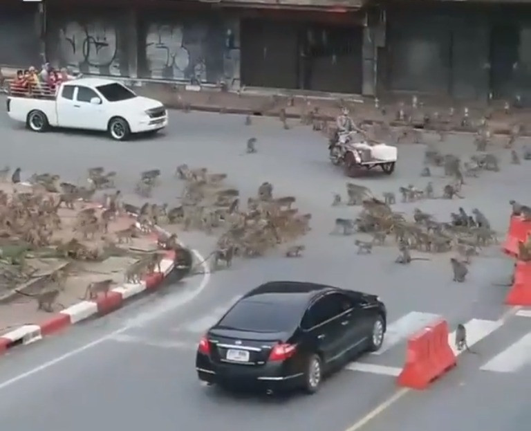 Chien tranh giua cac loai vat con khoc liet hon chung ta van tuong-Hinh-2