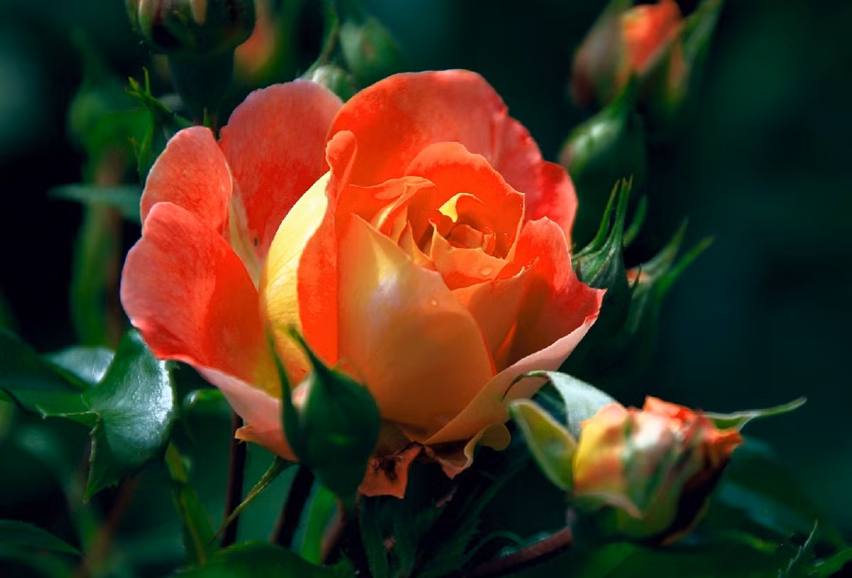 Nguoi sinh vao 3 thang Am lich nay biet doi nhan xu the-Hinh-2