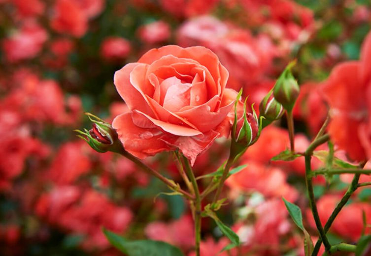 Nguoi sinh vao 3 thang Am lich nay biet doi nhan xu the