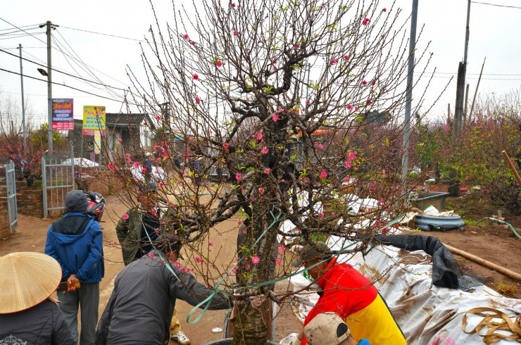 Kiem tien trieu moi ngay nho van chuyen dao, cay canh dip Tet-Hinh-13