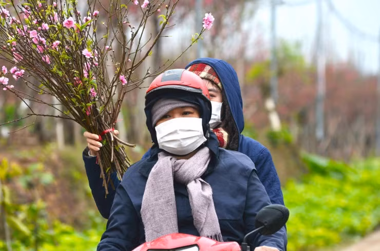 Kiem tien trieu moi ngay nho van chuyen dao, cay canh dip Tet-Hinh-14