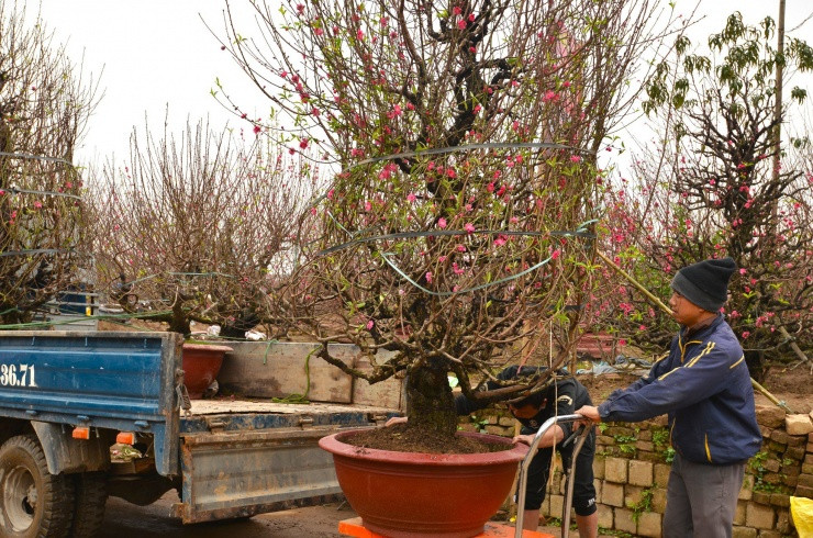 Kiem tien trieu moi ngay nho van chuyen dao, cay canh dip Tet-Hinh-10