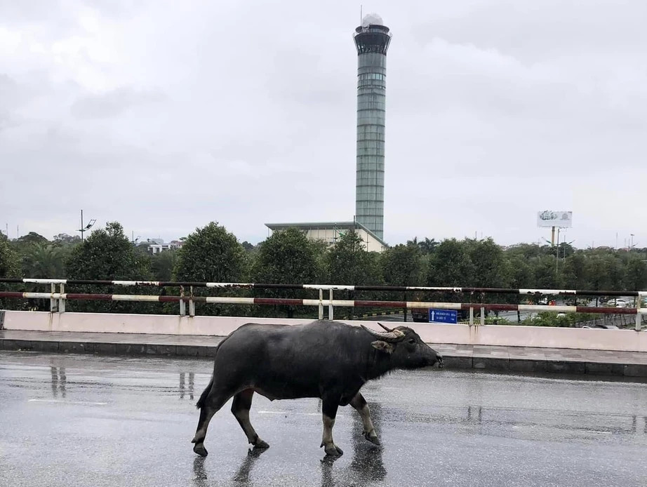 Trau bat ngo xuat hien ngay tren duong dan len san bay Noi Bai-Hinh-2