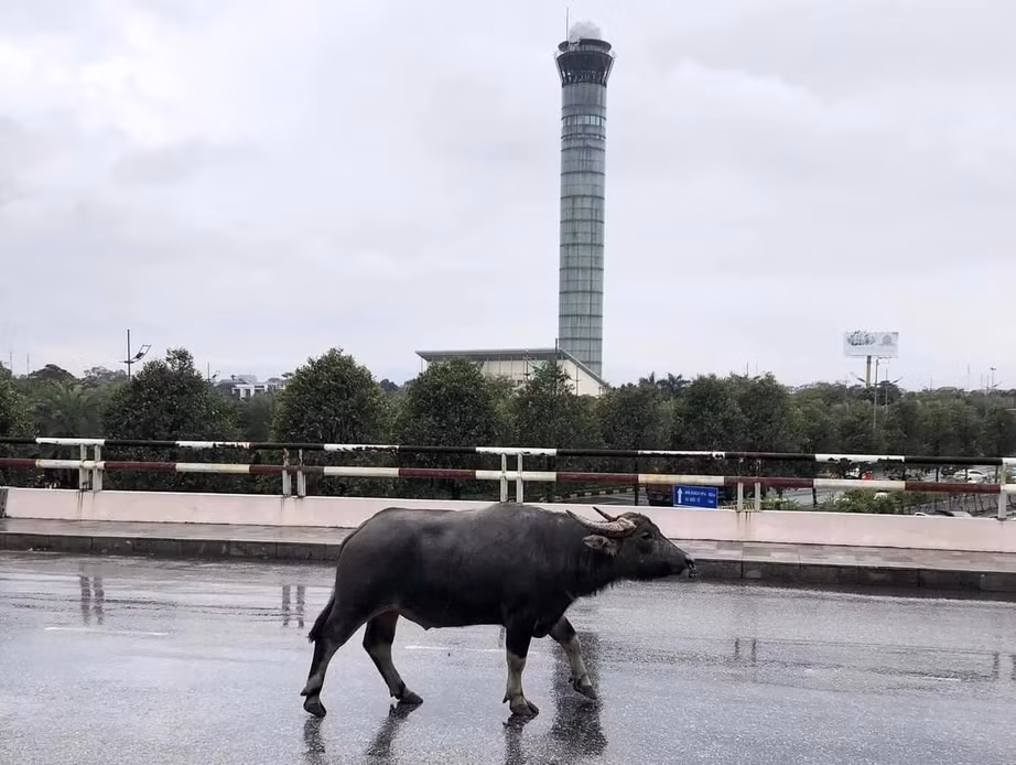 Trau bat ngo xuat hien ngay tren duong dan len san bay Noi Bai-Hinh-2