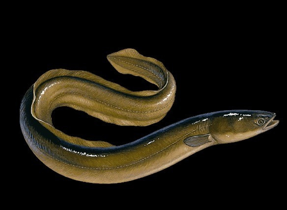 9 loại cá ngọt thịt, ít xương, nhiều dinh dưỡng - Hình 8 9 loai ca ngot thit, it xuong, nhieu dinh duong-Hinh-8