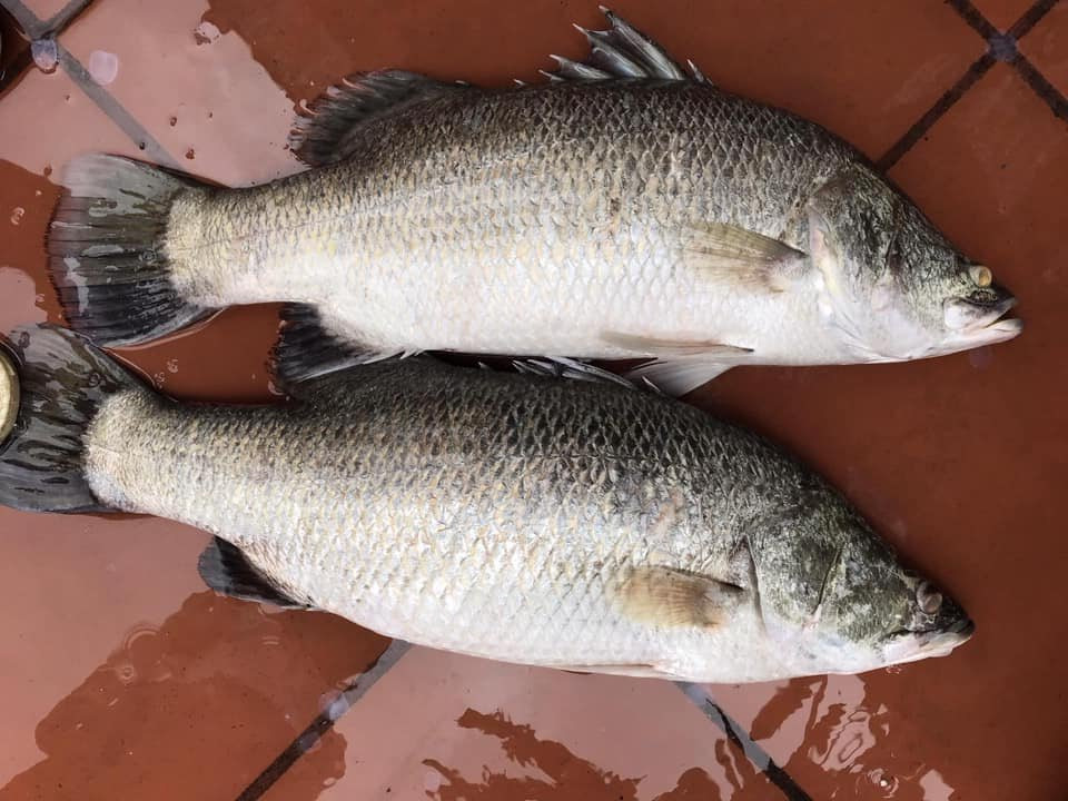 9 loại cá ngọt thịt, ít xương, nhiều dinh dưỡng - Hình 5 9 loai ca ngot thit, it xuong, nhieu dinh duong-Hinh-5