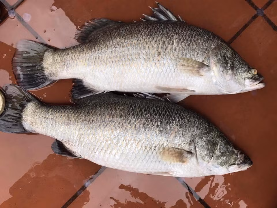 9 loai ca ngot thit, it xuong, nhieu dinh duong-Hinh-5