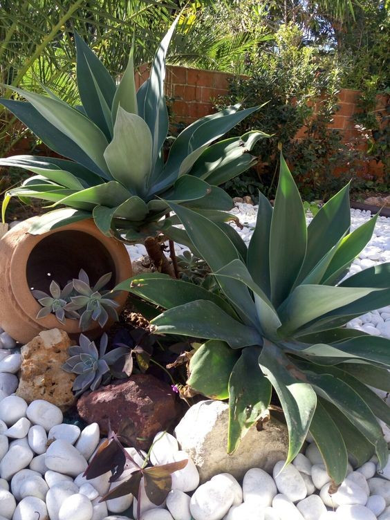 Những phong cách thiết kế sân vườn được ưa chuộng 2024 ảnh 11