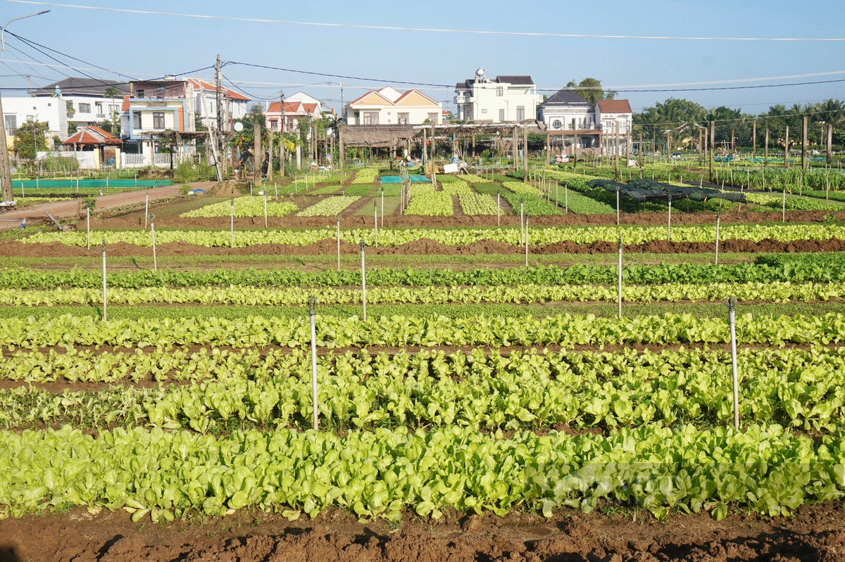 Lang rau sach noi tieng nhat mien Trung hoi ha vao vu Tet