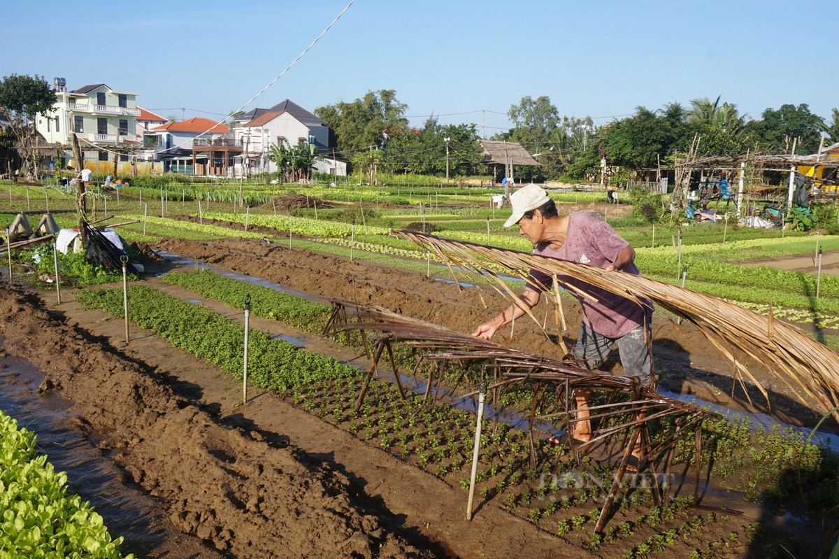 Lang rau sach noi tieng nhat mien Trung hoi ha vao vu Tet-Hinh-9