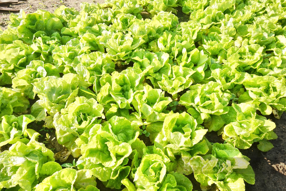 Lang rau sach noi tieng nhat mien Trung hoi ha vao vu Tet-Hinh-4