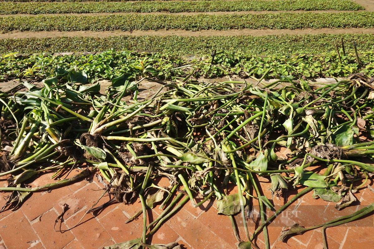 Lang rau sach noi tieng nhat mien Trung hoi ha vao vu Tet-Hinh-7