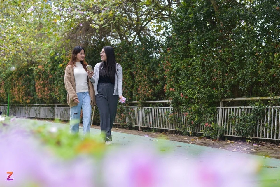 Đường hoa tại khu đô thị Ciputra (quận Bắc Từ Liêm) cũng hấp dẫn nhiều bạn trẻ đến tham quan và chụp ảnh. Cung đường này vốn nổi tiếng với dãy hoa ban nở rộ mỗi khi vào mùa từ nhiều năm trước.