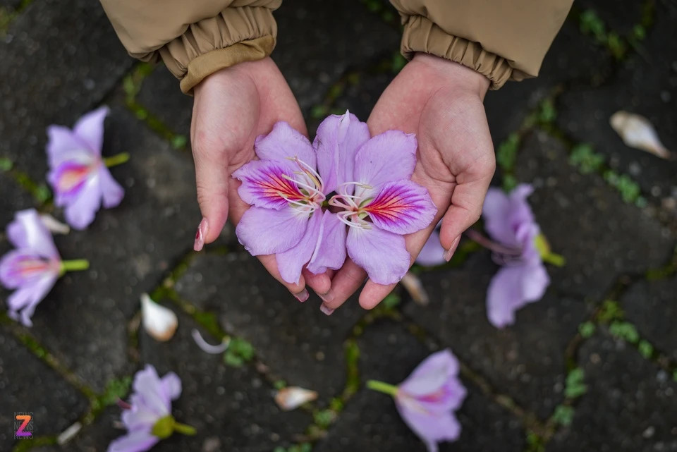Hoa ban là loại hoa có 4 đến 5 cánh. Khi nở, hoa ban xòe thành hình cánh quạt, có màu trắng và tím đan xen nhau. Theo quan điểm của người Thái vùng Tây Bắc, hoa ban tím được biểu tượng cho tình yêu, lòng hiếu thảo và biết ơn.