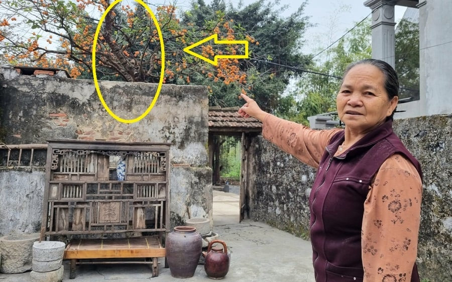 Ngheo cung dung chat 3 cay trong nha, cay xanh loc tot-Hinh-2