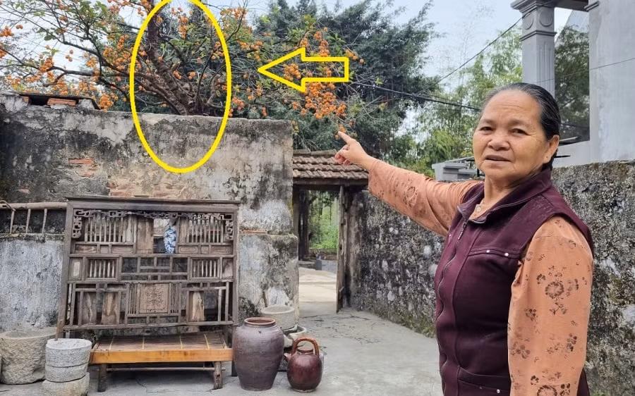 Ngheo cung dung chat 3 cay trong nha, cay xanh loc tot-Hinh-2