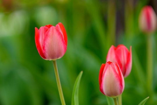 Giua mua he, 3 con giap lam an gap thoi-Hinh-2