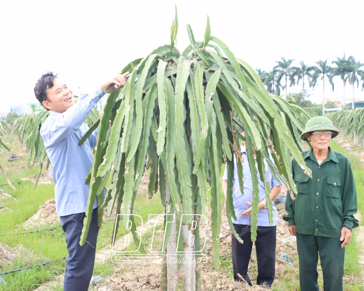Nuoi loai chim khong lo, ong nong dan Thai Binh tu tra luong cao-Hinh-2