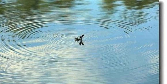 Tại sao chuồn chuồn bay thấp vào những ngày mưa bây giờ hiếm? - Hình 5 Tai sao chuon chuon bay thap vao nhung ngay mua bay gio hiem?-Hinh-5