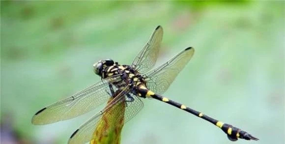 Tại sao chuồn chuồn bay thấp vào những ngày mưa bây giờ hiếm? Tai sao chuon chuon bay thap vao nhung ngay mua bay gio hiem?