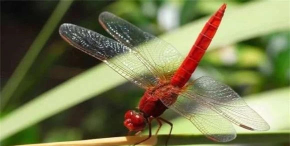 Tại sao chuồn chuồn bay thấp vào những ngày mưa bây giờ hiếm? - Hình 2 Tai sao chuon chuon bay thap vao nhung ngay mua bay gio hiem?-Hinh-2