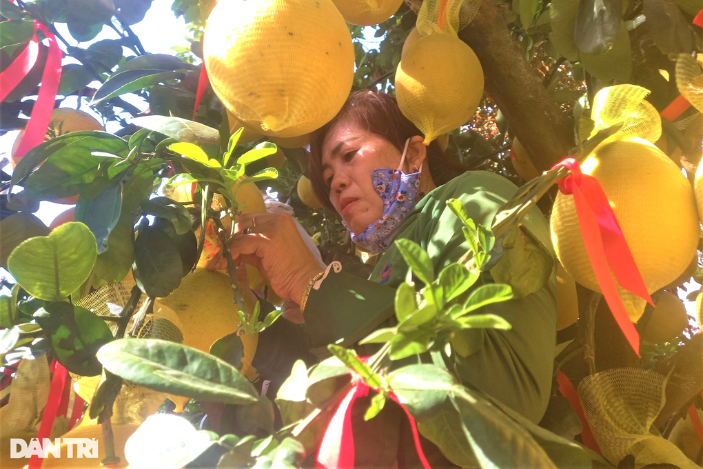 Chu vuon “loi nguoc dong” nho khach do xo mua cay gan tram trieu-Hinh-3