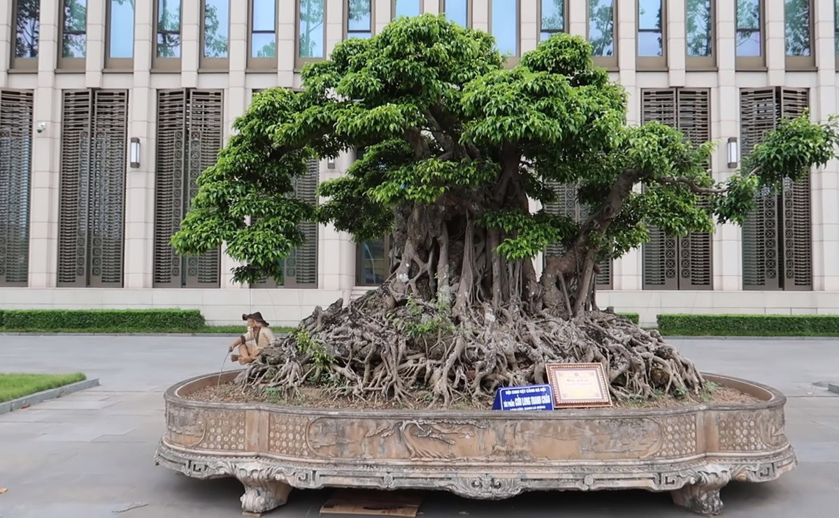 Những siêu cây dáng long đắt nhất Việt Nam ảnh 1