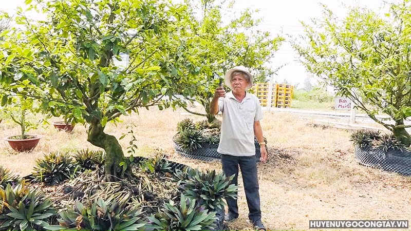 Nong dan dua cay canh dang hot trong dat lua, co cay tram trieu