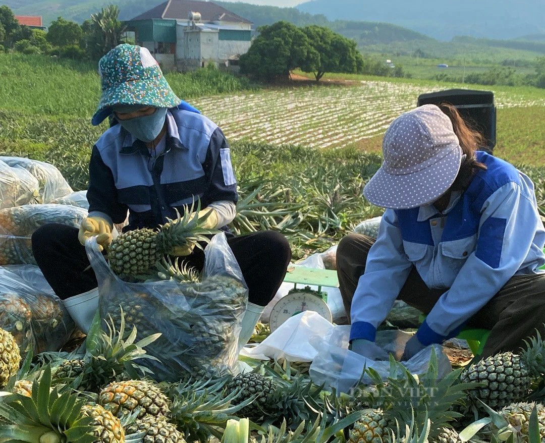 Trong dua “nu hoang”, dan noi nay vua duoc mua lai trung giaa-Hinh-3