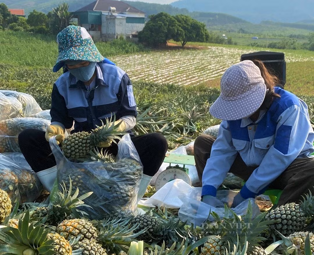 Trong dua “nu hoang”, dan noi nay vua duoc mua lai trung giaa-Hinh-3